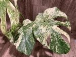 Rare Monstera Deliciosa 'Green Snow' Variegated Exact Plant (6.5” pot) - Image 4