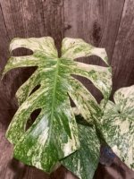 Rare Monstera Deliciosa 'Green Snow' Variegated Exact Plant (6.5” pot) - Image 3