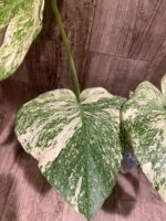 Rare Monstera Deliciosa 'Green Snow' Variegated Exact Plant (6.5” pot) - Image 13