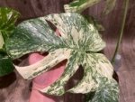 Rare Monstera Deliciosa 'Green Snow' Variegated Exact Plant (6.5” pot) - Image 6