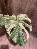 Rare Monstera Deliciosa 'Green Snow' Variegated Exact Plant (6.5” pot) - Image 10