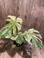 Rare Monstera Deliciosa 'Green Snow' Variegated Exact Plant (6.5” pot) - Image 5
