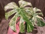 Rare Monstera Deliciosa 'Green Snow' Variegated Exact Plant (6.5” pot) - Image 8