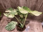 Rare Monstera Deliciosa 'Green Snow' Variegated Exact Plant (6.5” pot) - Image 16
