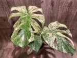 Rare Monstera Deliciosa 'Green Snow' Variegated Exact Plant (6.5” pot) - Image 9