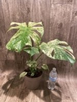 Rare Monstera Deliciosa 'Green Snow' Variegated Exact Plant (6.5” pot) - Image 17