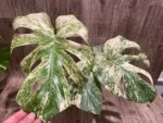 Rare Monstera Deliciosa 'Green Snow' Variegated Exact Plant (6.5” pot) - Image 2