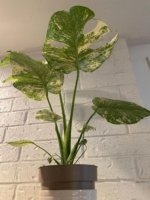Rare Monstera Deliciosa 'Green Snow' Variegated Exact Plant (6.5” pot) - Image 20