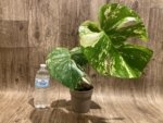 Rare Monstera Deliciosa White Monster Variegated Exact Plant (4” pot) - Image 10