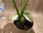 Rare Monstera Deliciosa White Monster Variegated Exact Plant (4” pot) - Image 11