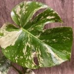 Rare Monstera Deliciosa White Monster Variegated Exact Plant (4” pot)