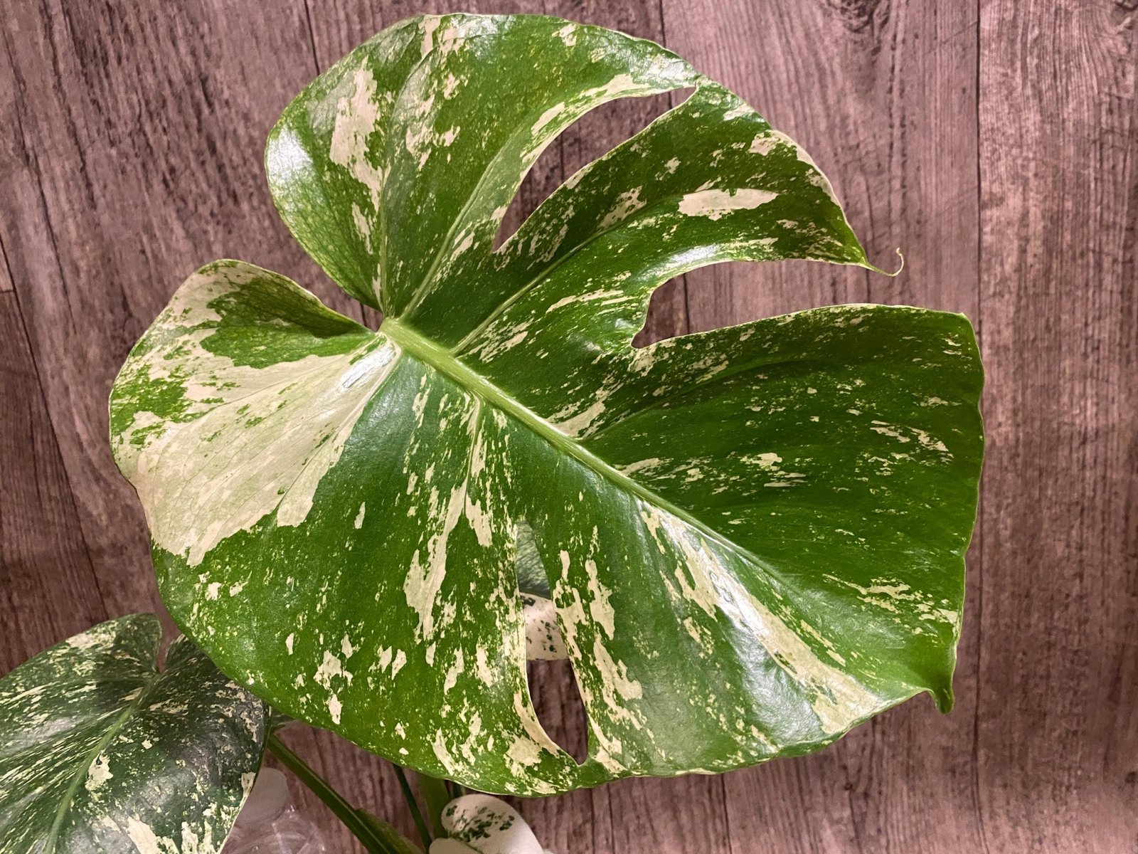 il_fullxfull.8329433533_ndjq.jpg Rare Monstera Deliciosa White Monster Variegated Exact Plant (4” pot) - Image 1