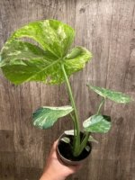 Rare Monstera Deliciosa White Monster Variegated Exact Plant (4” pot) - Image 14