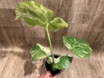 Rare Monstera Deliciosa White Monster Variegated Exact Plant (4” pot) - Image 12