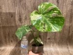 Rare Monstera Deliciosa White Monster Variegated Exact Plant (4” pot) - Image 16