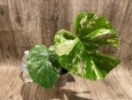 Rare Monstera Deliciosa White Monster Variegated Exact Plant (4” pot) - Image 9