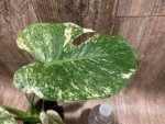 Rare Monstera Deliciosa White Monster Variegated Exact Plant (4” pot) - Image 3