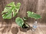 Rare Monstera Deliciosa White Monster Variegated Exact Plant (4” pot) - Image 9