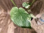Rare Monstera Deliciosa White Monster Variegated Exact Plant (4” pot) - Image 4