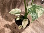 Rare Monstera Deliciosa White Monster Variegated Exact Plant (4” pot) - Image 14