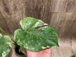 Rare Monstera Deliciosa White Monster Variegated Exact Plant (4” pot) - Image 5
