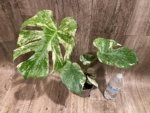 Rare Monstera Deliciosa White Monster Variegated Exact Plant (4” pot) - Image 7