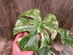 Rare Monstera Deliciosa White Monster Variegated Exact Plant (4” pot) - Image 2
