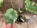 Rare Monstera Deliciosa White Monster Variegated Exact Plant (4” pot) - Image 16
