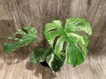 Rare Monstera Deliciosa White Monster Variegated Exact Plant (4” pot) - Image 7