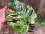 Rare Monstera Deliciosa White Monster Variegated Exact Plant (4” pot) - Image 5