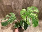 Rare Monstera Deliciosa White Monster Variegated Exact Plant (4” pot) - Image 9