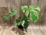 Rare Monstera Deliciosa White Monster Variegated Exact Plant (4” pot) - Image 17