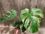 Rare Monstera Deliciosa White Monster Variegated Exact Plant (4” pot) - Image 8