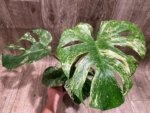 Rare Monstera Deliciosa White Monster Variegated Exact Plant (4” pot) - Image 18