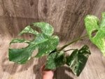 Rare Monstera Deliciosa White Monster Variegated Exact Plant (4” pot) - Image 14