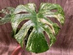 Rare Monstera Deliciosa White Monster Variegated Exact Plant (4” pot) - Image 3