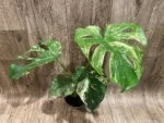 Rare Monstera Deliciosa White Monster Variegated Exact Plant (4” pot) - Image 16