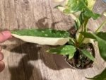 Rare Prismacolor Golden Girl - Philodendron hybrid Variegated (4” pot)