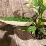 Rare Prismacolor Golden Girl - Philodendron hybrid Variegated (4” pot)