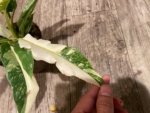 Rare Prismacolor Golden Girl - Philodendron hybrid Variegated (4” pot) - Image 2