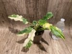Rare Prismacolor Golden Girl - Philodendron hybrid Variegated (4” pot) - Image 9