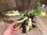 Rare Prismacolor Golden Girl - Philodendron hybrid Variegated (4” pot) - Image 3
