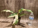 Rare Prismacolor Golden Girl - Philodendron hybrid Variegated (4” pot) - Image 8