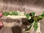 Rare Prismacolor Golden Girl - Philodendron hybrid Variegated (4” pot) - Image 4