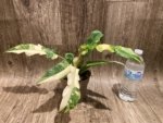 Rare Prismacolor Golden Girl - Philodendron hybrid Variegated (4” pot) - Image 10