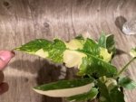 Rare Prismacolor Golden Girl - Philodendron hybrid Variegated (4” pot) - Image 5