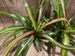 Bromeliad Variegated Double Plants (3.5” pot)