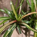 Bromeliad Variegated Double Plants (3.5” pot)