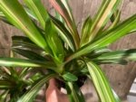 Bromeliad Variegated Double Plants (3.5” pot) - Image 8