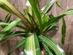 Bromeliad Variegated Double Plants (3.5” pot) - Image 9